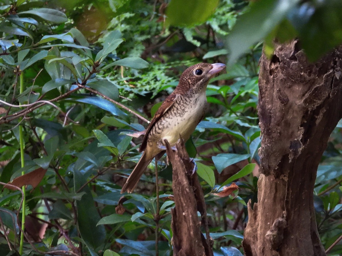 チゴモズ - ML644209632