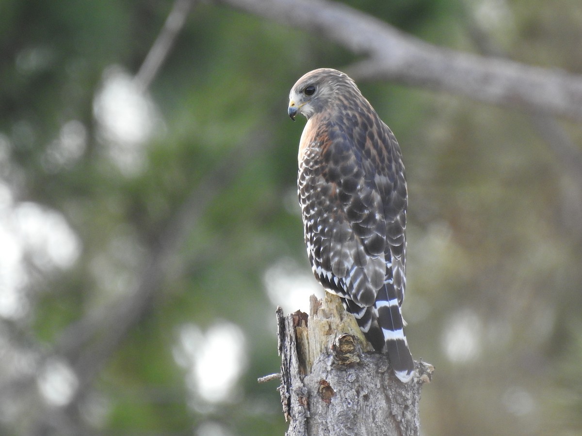 Red-shouldered Hawk - ML644209701