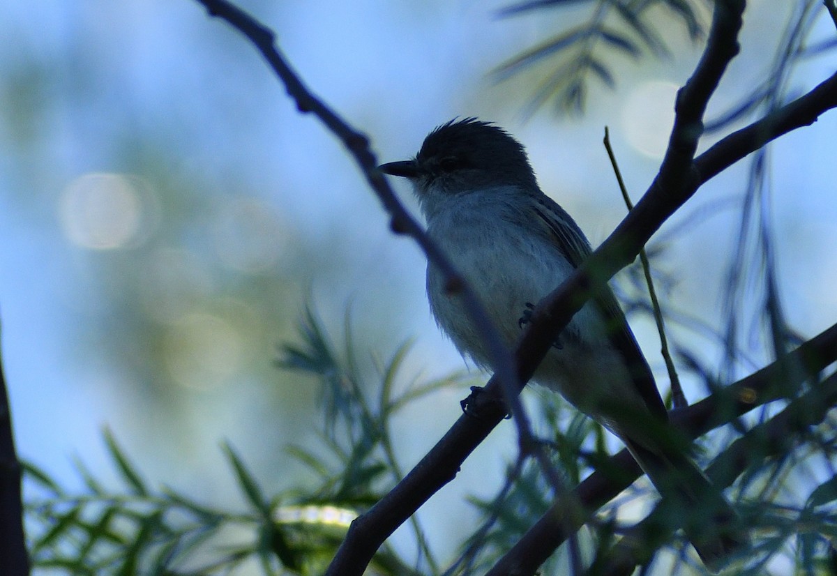 Suiriri Flycatcher - ML644209712