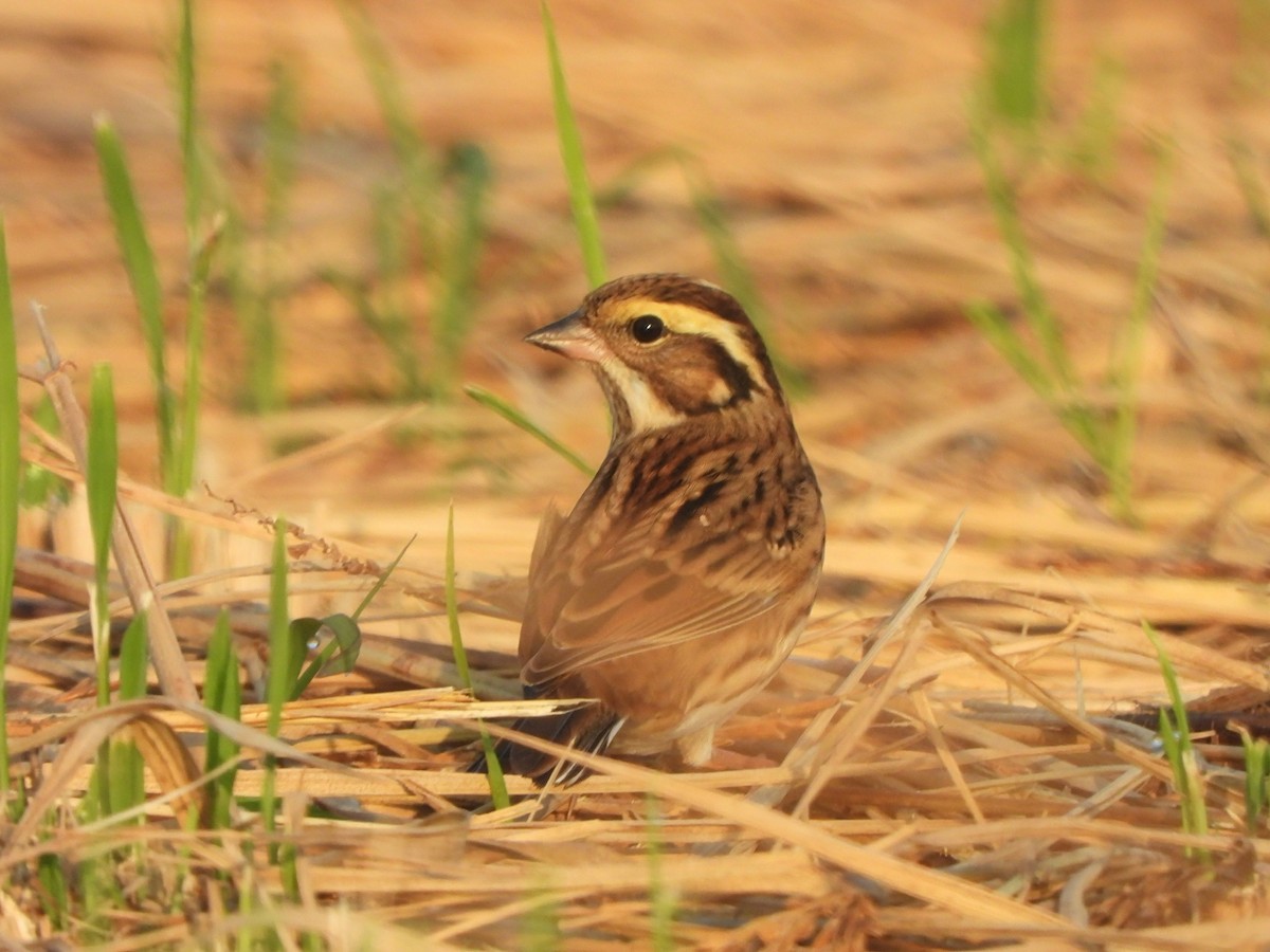 キマユホオジロ - ML644209726