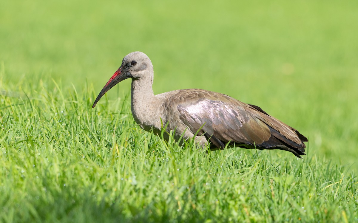 Hadada Ibis - ML644209731
