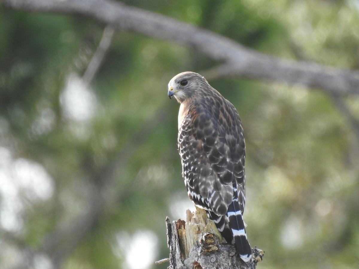 Red-shouldered Hawk - ML644209732