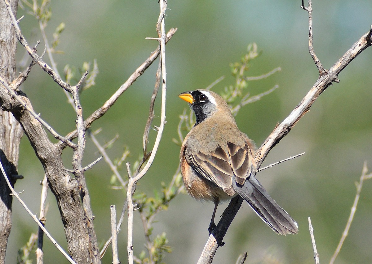 Saltator du Chaco - ML644209736