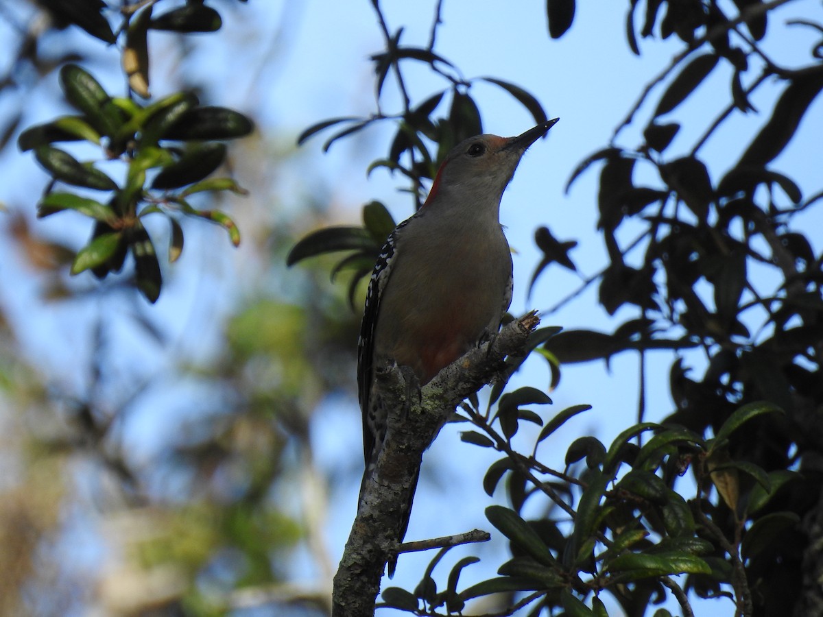 Red-bellied Woodpecker - ML644209753