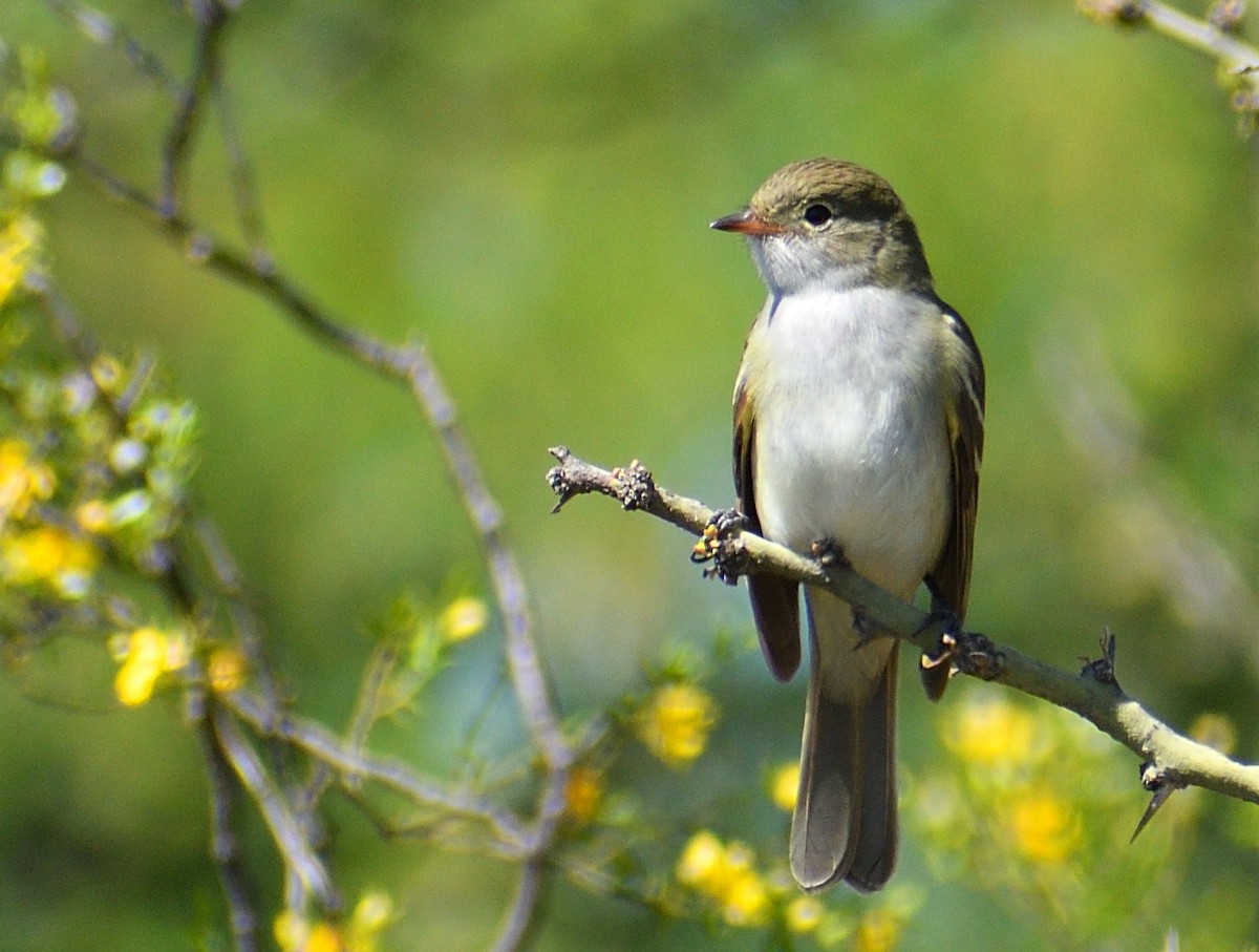 Small-billed Elaenia - ML644209757