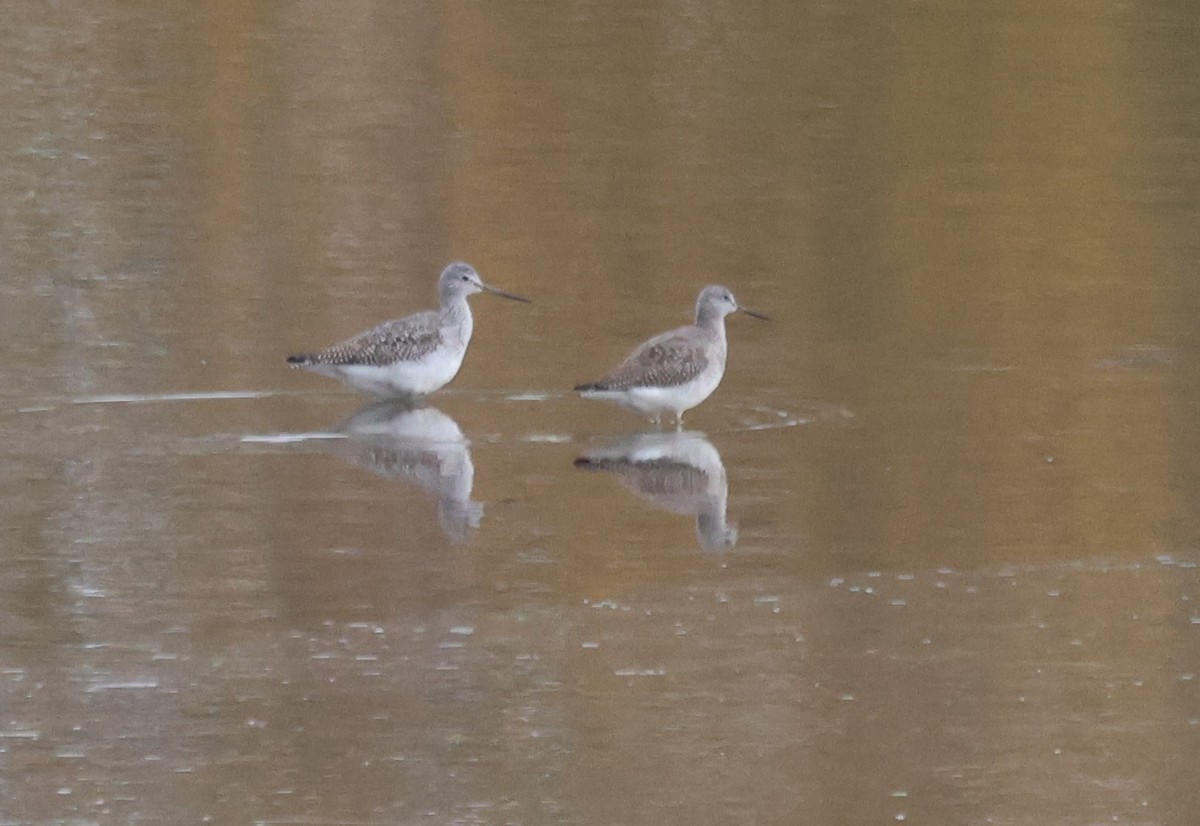 Greater Yellowlegs - ML644209761