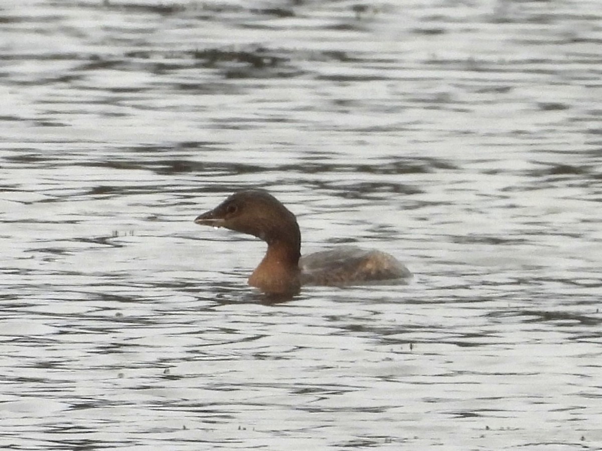 Pied-billed Grebe - ML644209763
