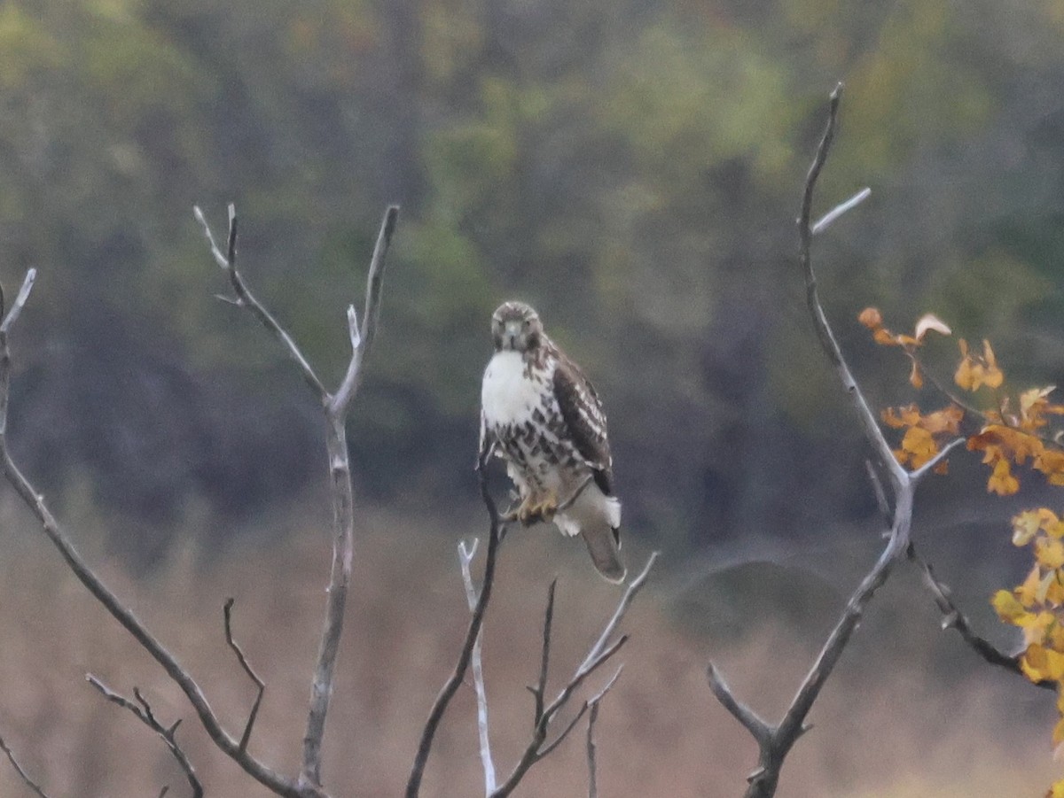 Red-tailed Hawk - ML644209778