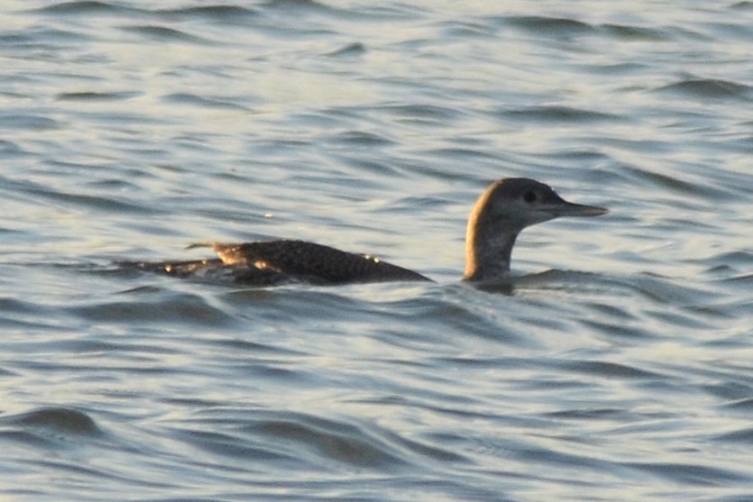 Red-throated Loon - ML644209784