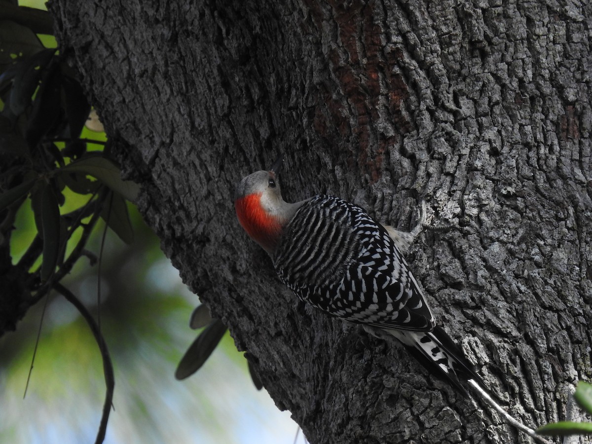 Red-bellied Woodpecker - ML644209786