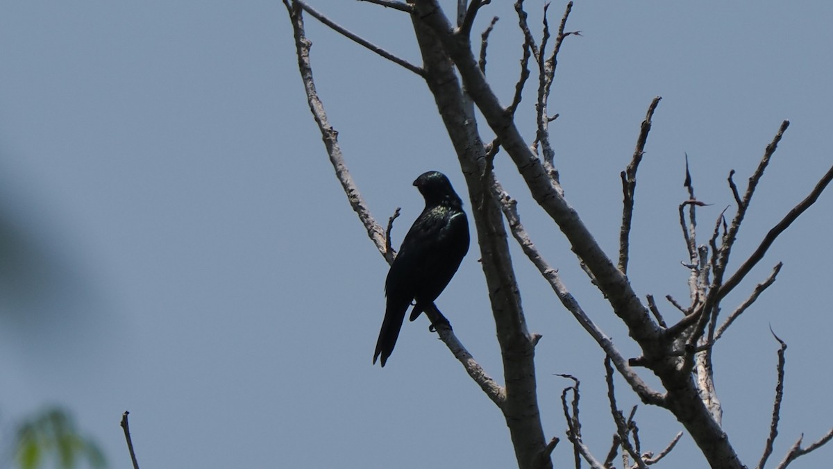 Metallic Starling (Metallic) - ML644209788