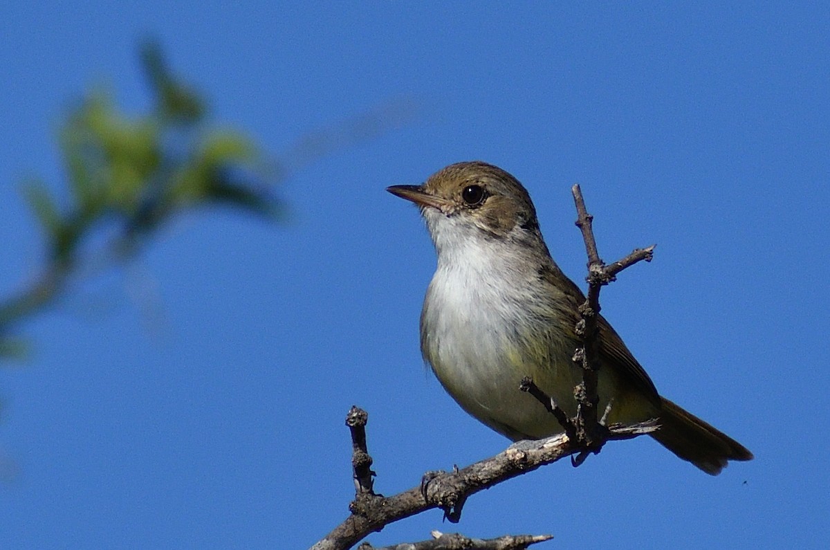 Fulvous-crowned Scrub-Tyrant - ML644209795