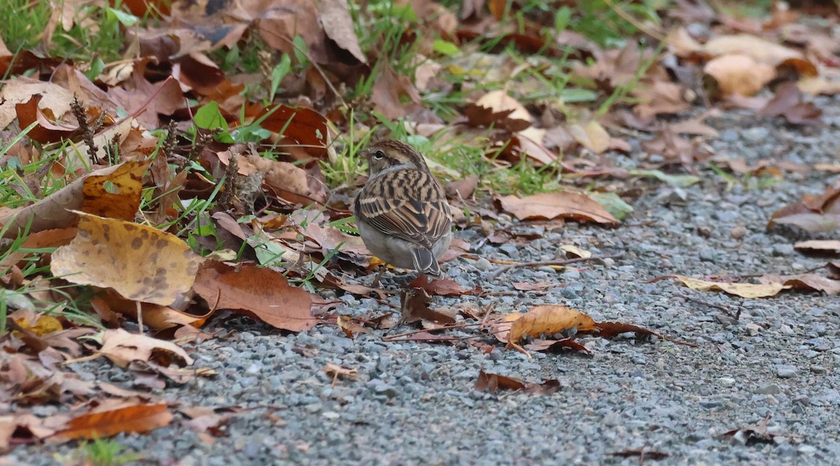 Chipping Sparrow - ML644209804