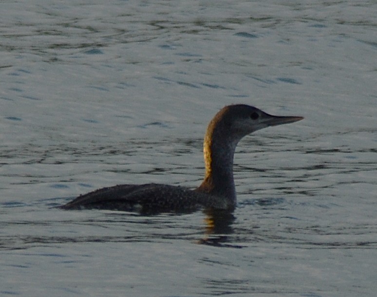 Red-throated Loon - ML644209806