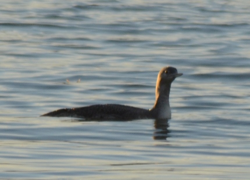 Red-throated Loon - ML644209808