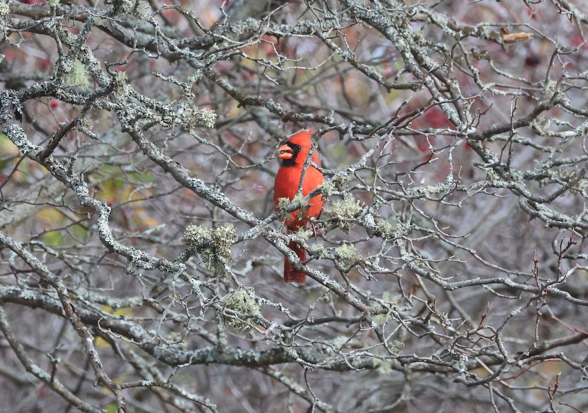 Northern Cardinal - ML644209809