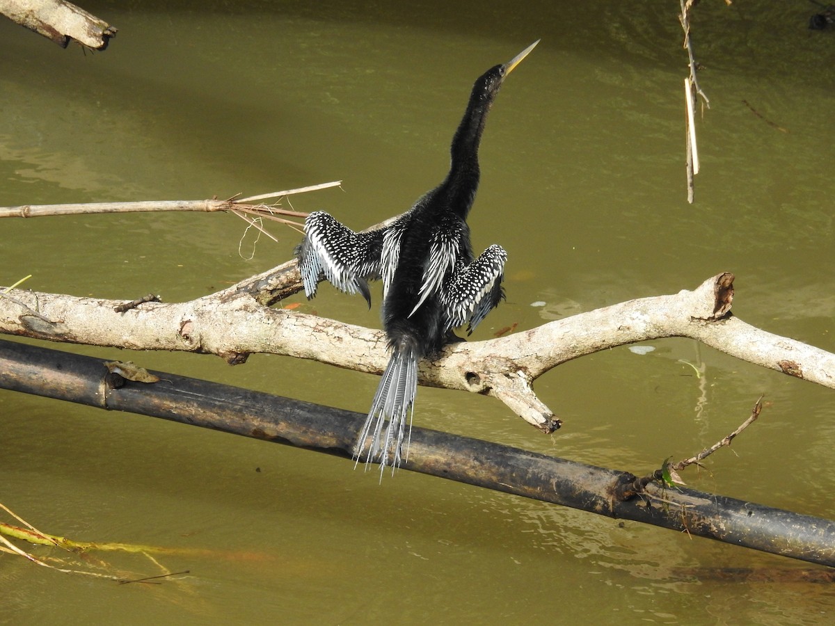 anhinga americká - ML64420981