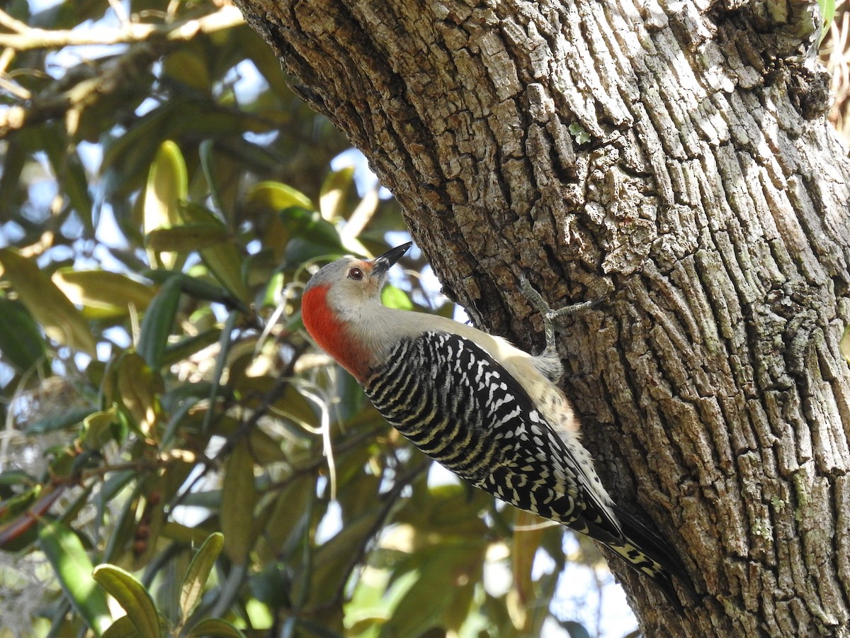 Red-bellied Woodpecker - ML644209810