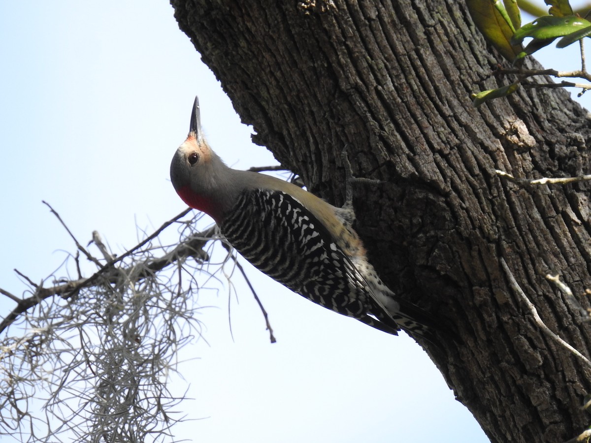 Red-bellied Woodpecker - ML644209814