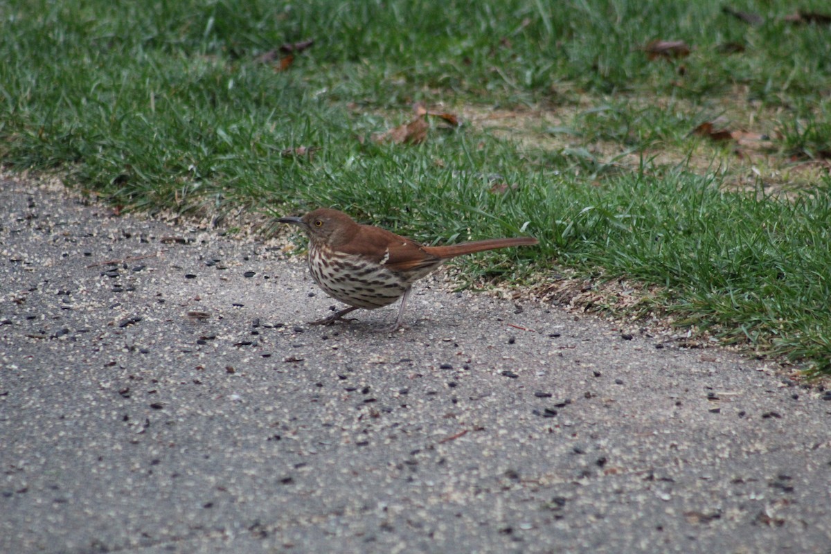 Brown Thrasher - ML644209815