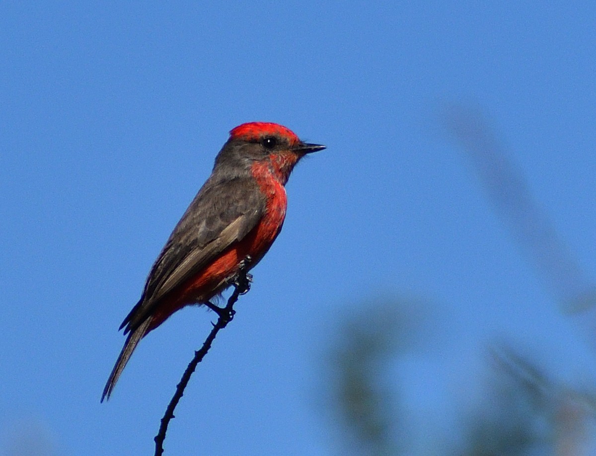 Vermilion Flycatcher - ML644209816