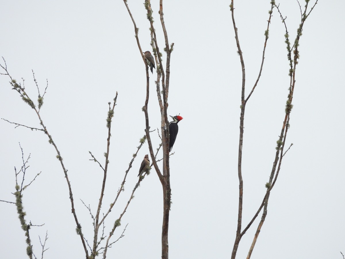Pileated Woodpecker - ML644209831