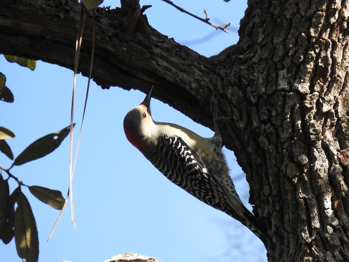 Red-bellied Woodpecker - ML644209833
