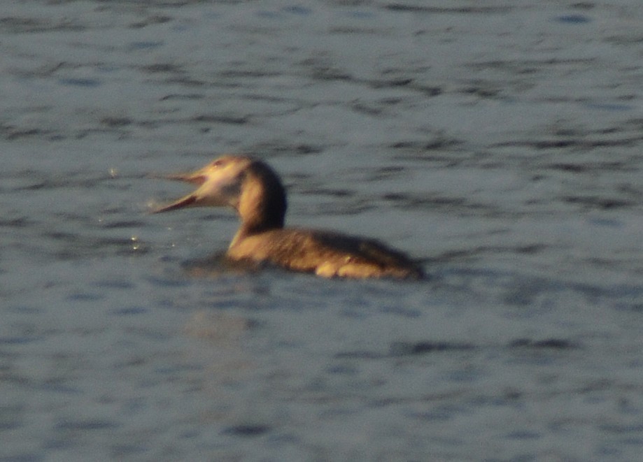 Red-throated Loon - ML644209837