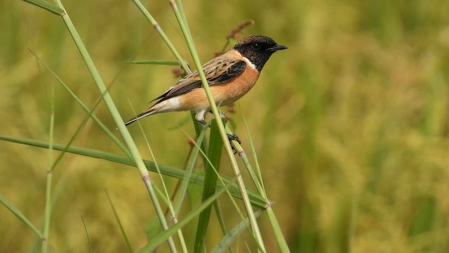 Tarier de Sibérie - ML644209861