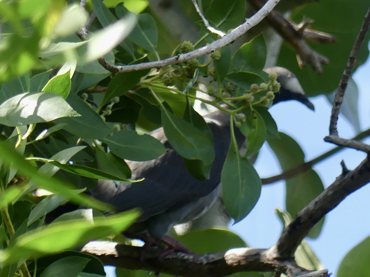 White-crowned Pigeon - ML644209874