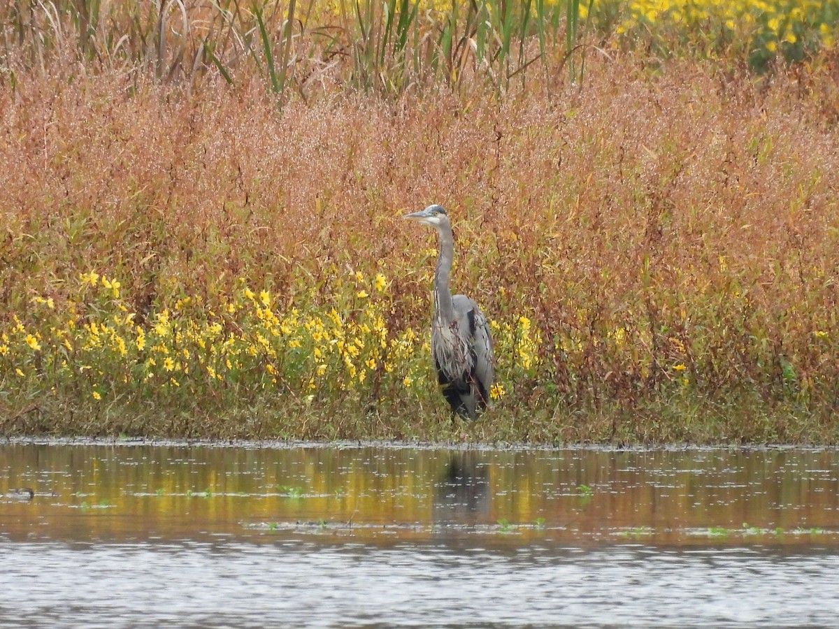 Great Blue Heron (Great Blue) - ML644209878