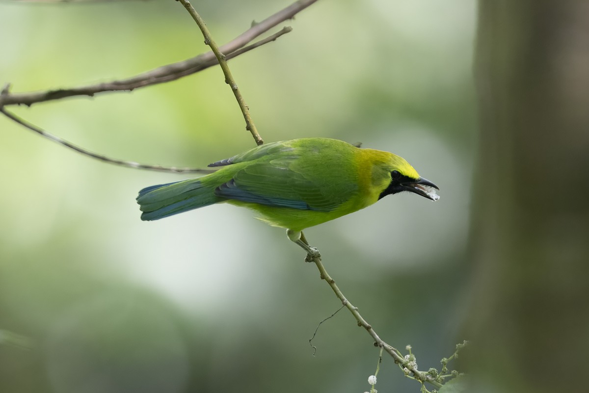 Blue-winged Leafbird - ML644209880