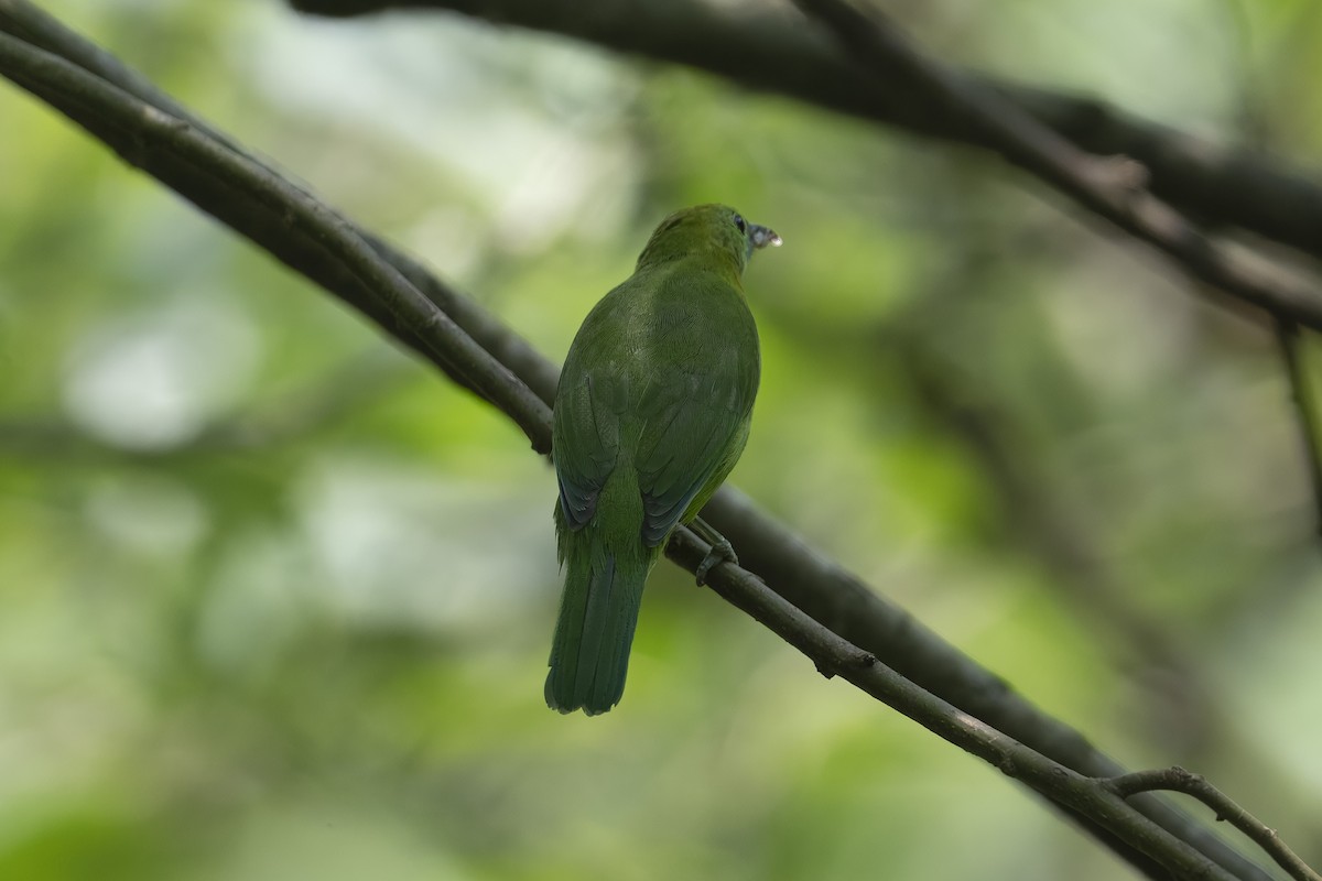 Blue-winged Leafbird - ML644209881
