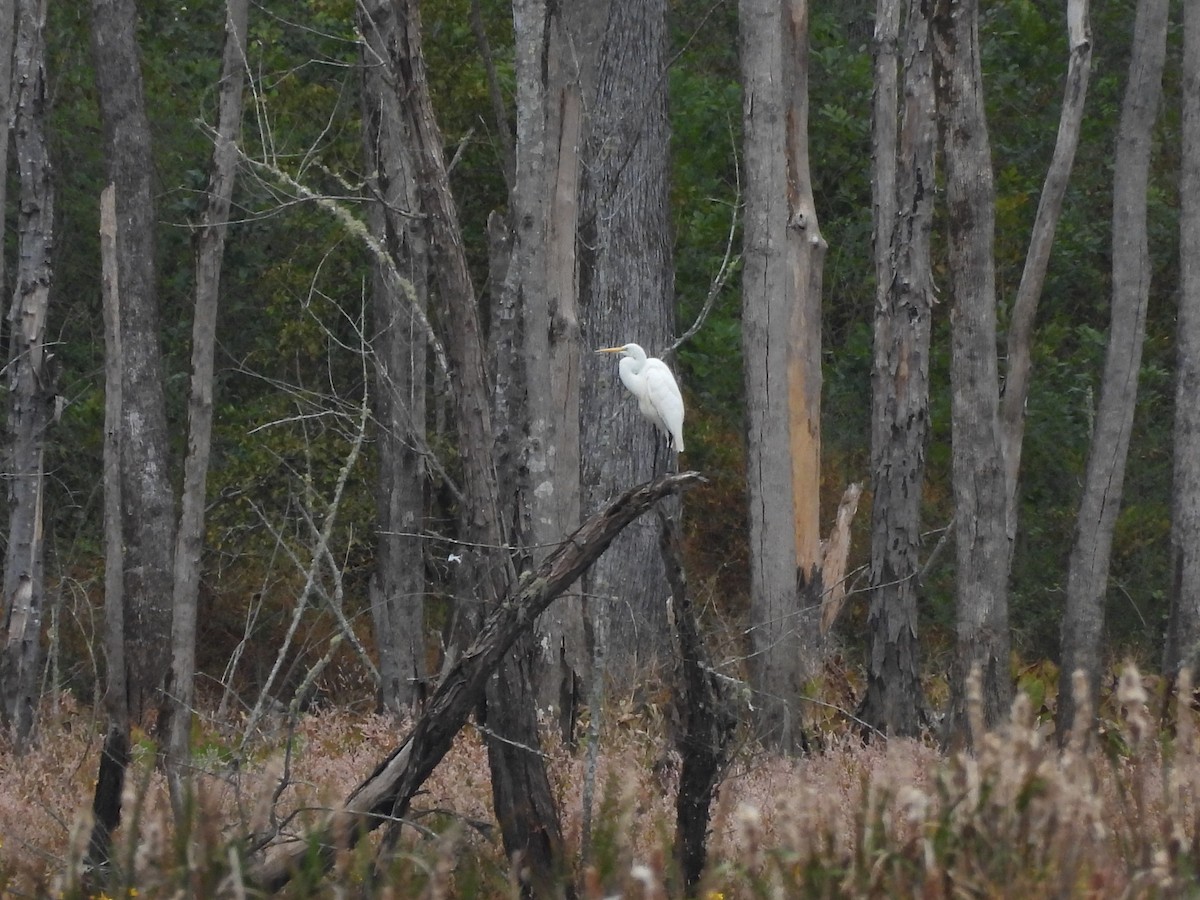 Great Egret - ML644209889