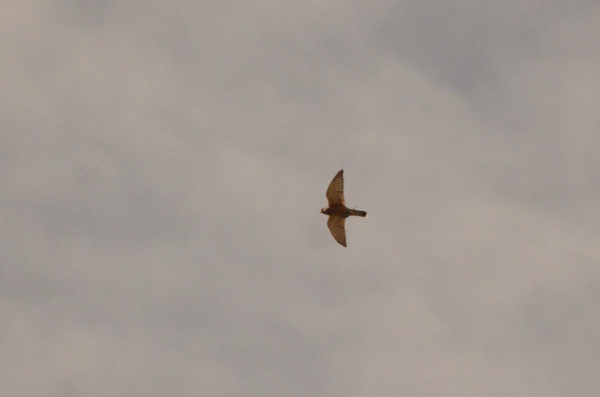 Скальная пустельга - ML644209890