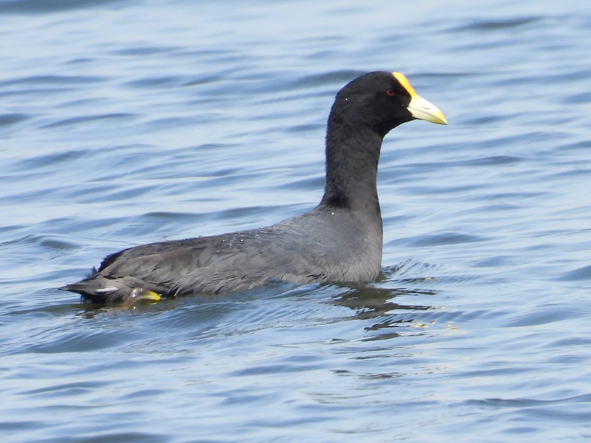 White-winged Coot - ML644209894
