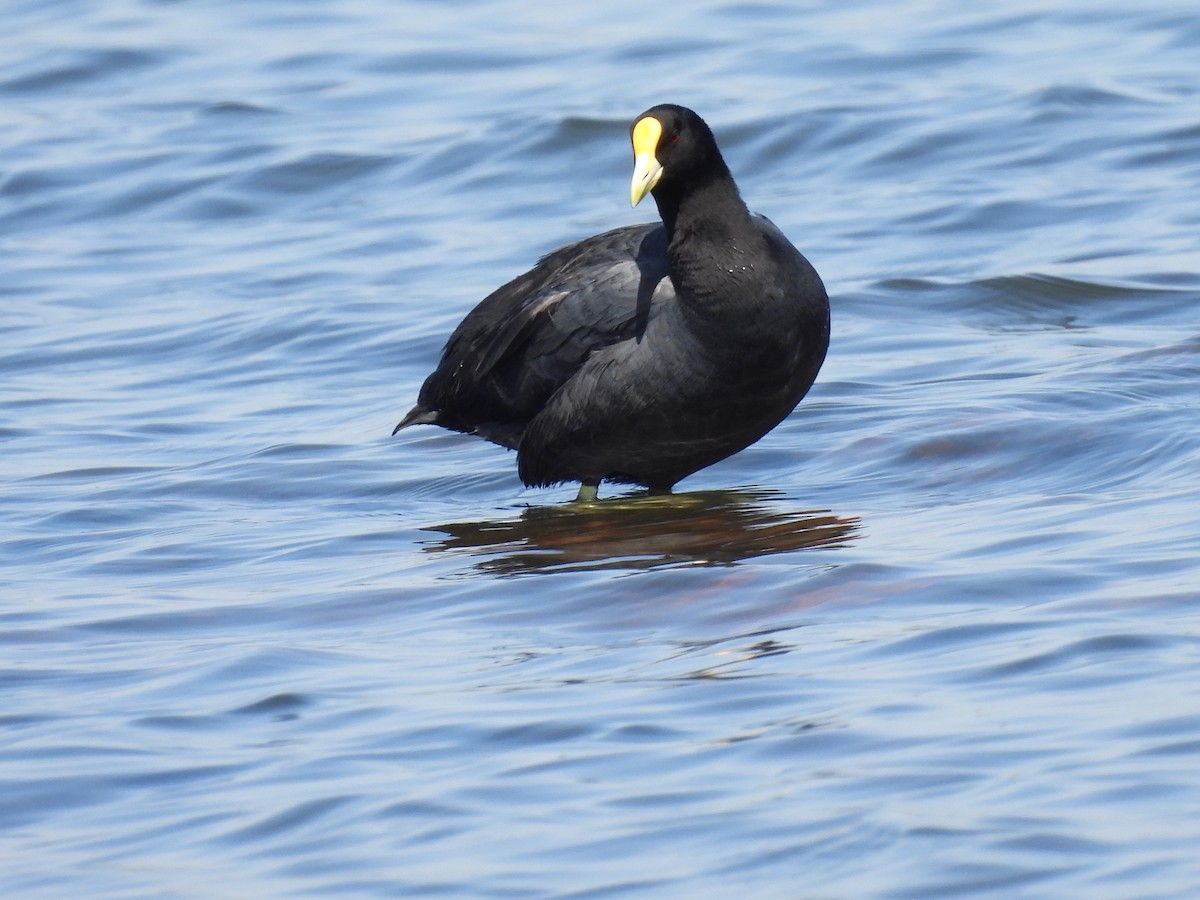 White-winged Coot - ML644209895