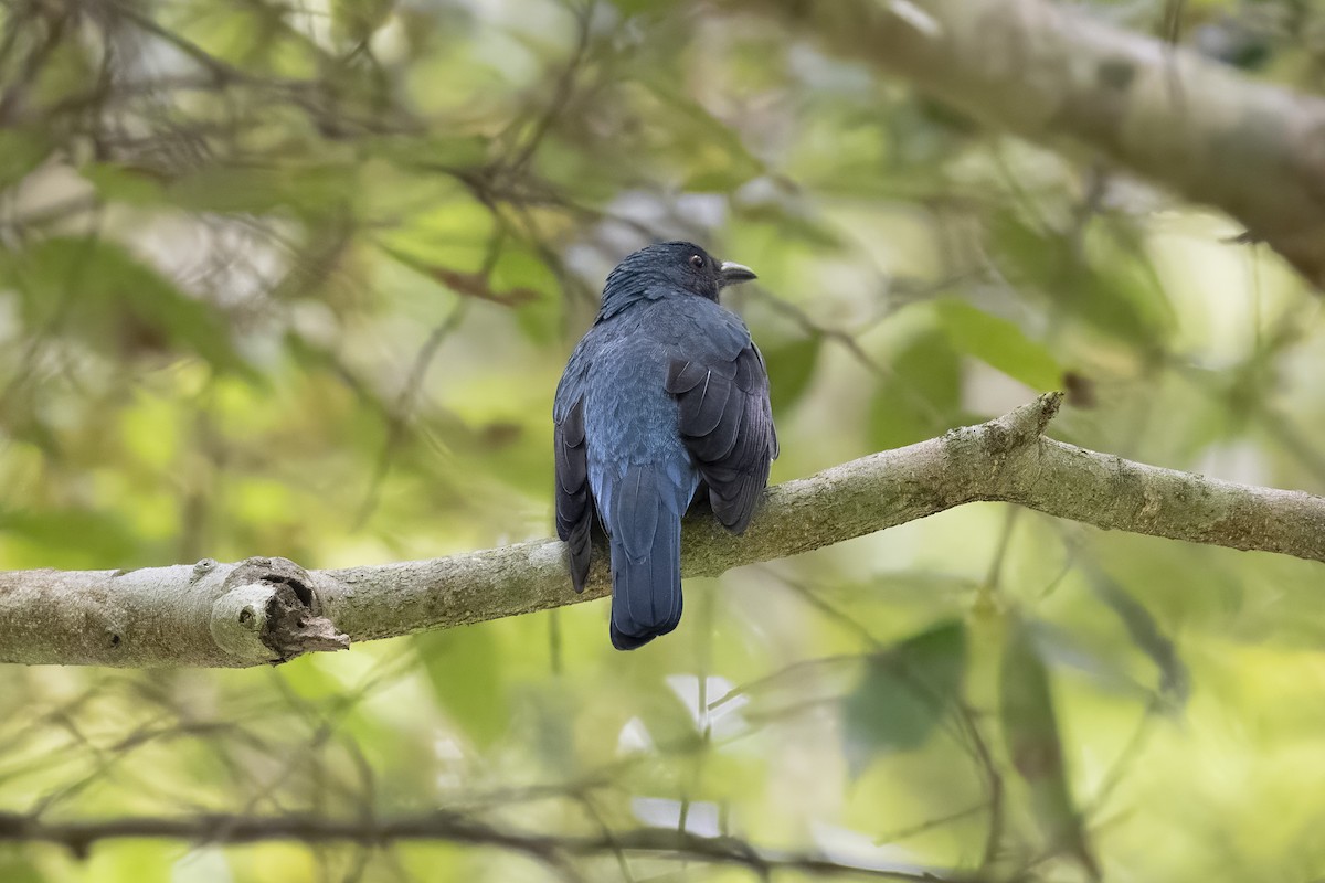 Asian Fairy-bluebird - ML644209896