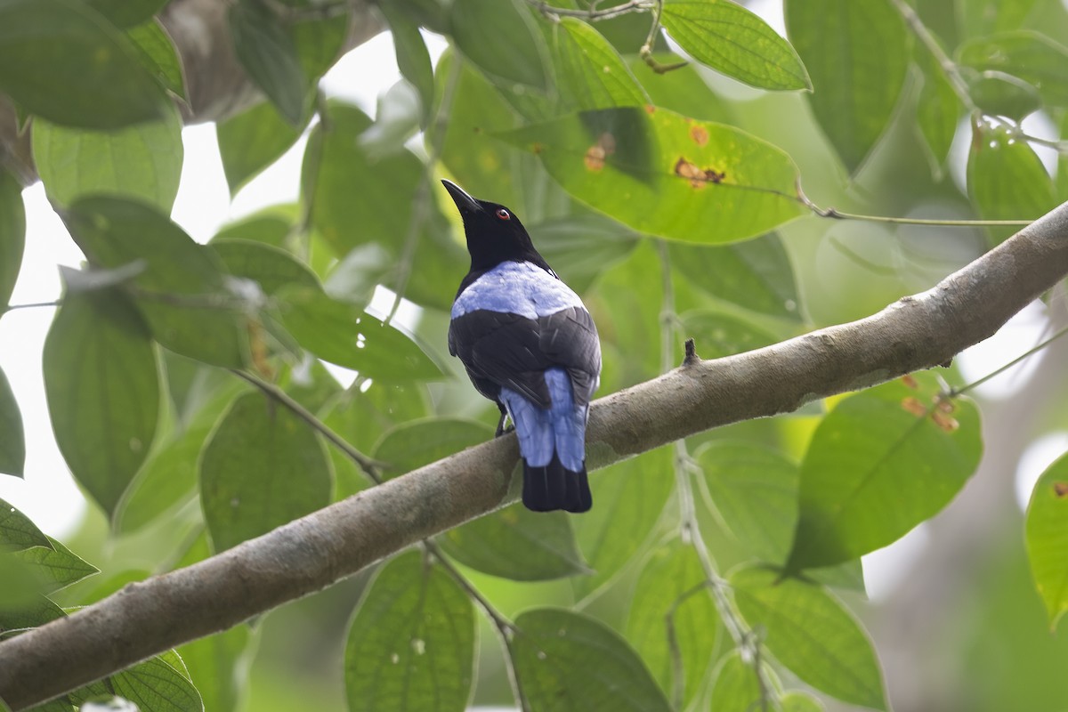 Asian Fairy-bluebird - ML644209897