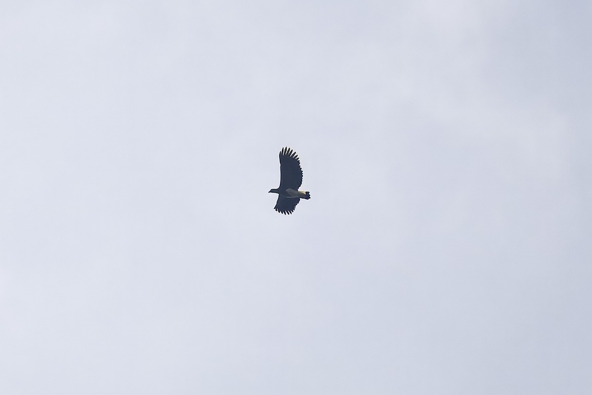 Gray-headed Fish-Eagle - ML644209907