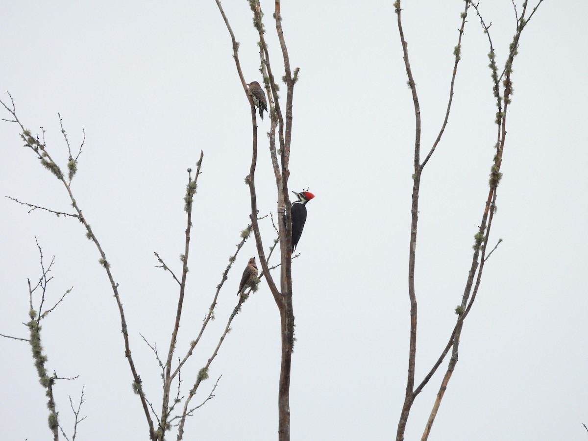 Northern Flicker (Yellow-shafted) - ML644209909