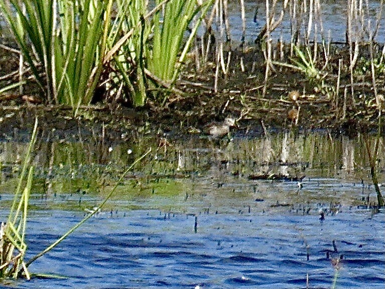 Pectoral Sandpiper - ML644209918