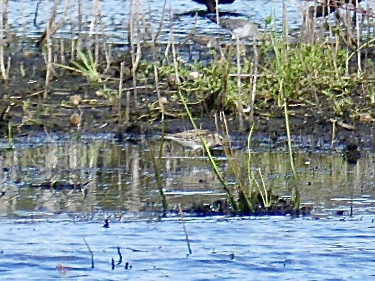 Pectoral Sandpiper - ML644209919