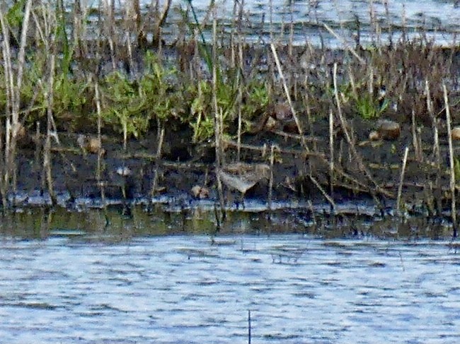 Pectoral Sandpiper - ML644209920
