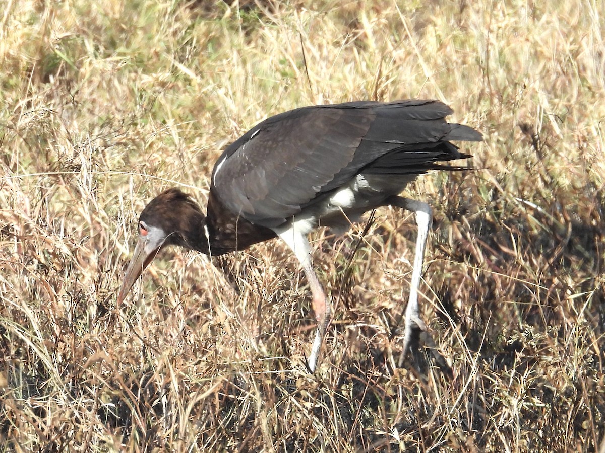 Abdim's Stork - ML644209921