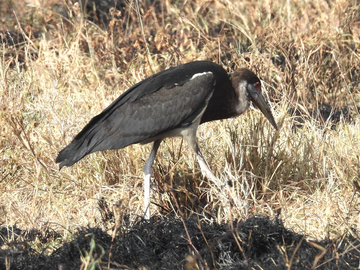 Abdim's Stork - ML644209922