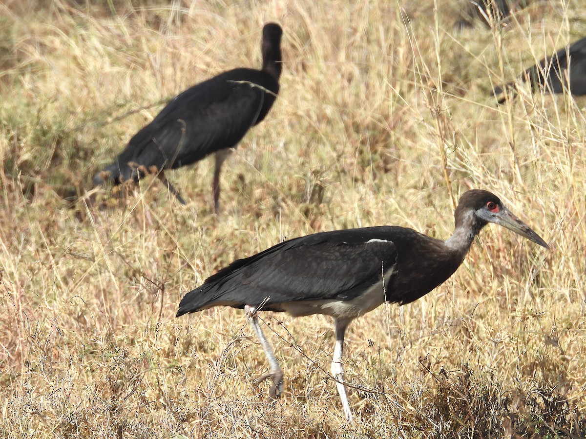 Abdim's Stork - ML644209923