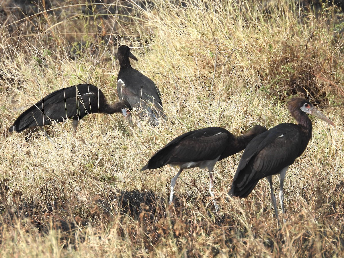 Abdim's Stork - ML644209924