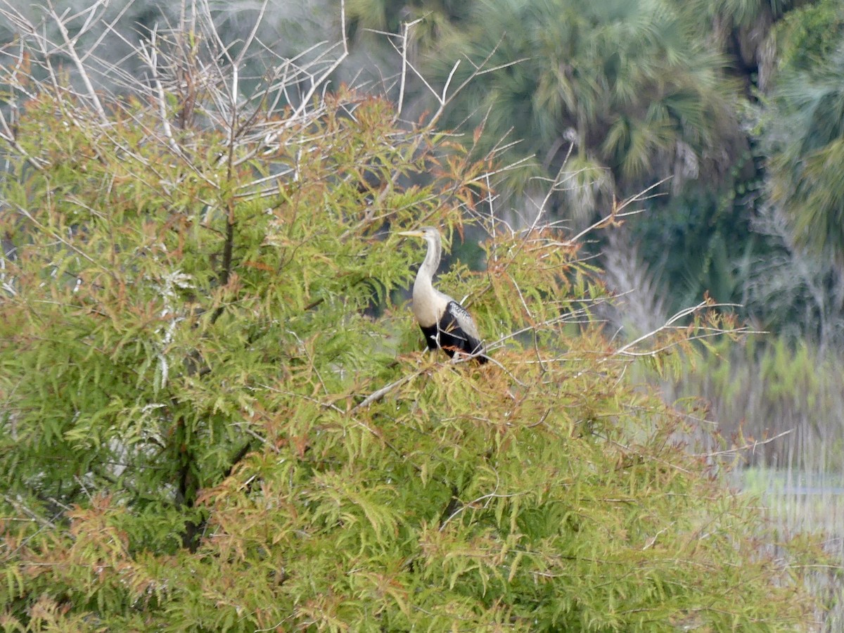 Anhinga - ML644209930
