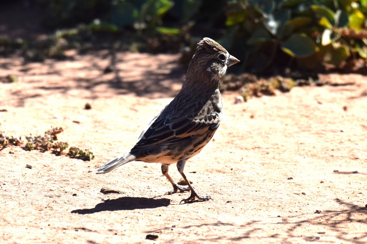 Lark Bunting - ML644209933